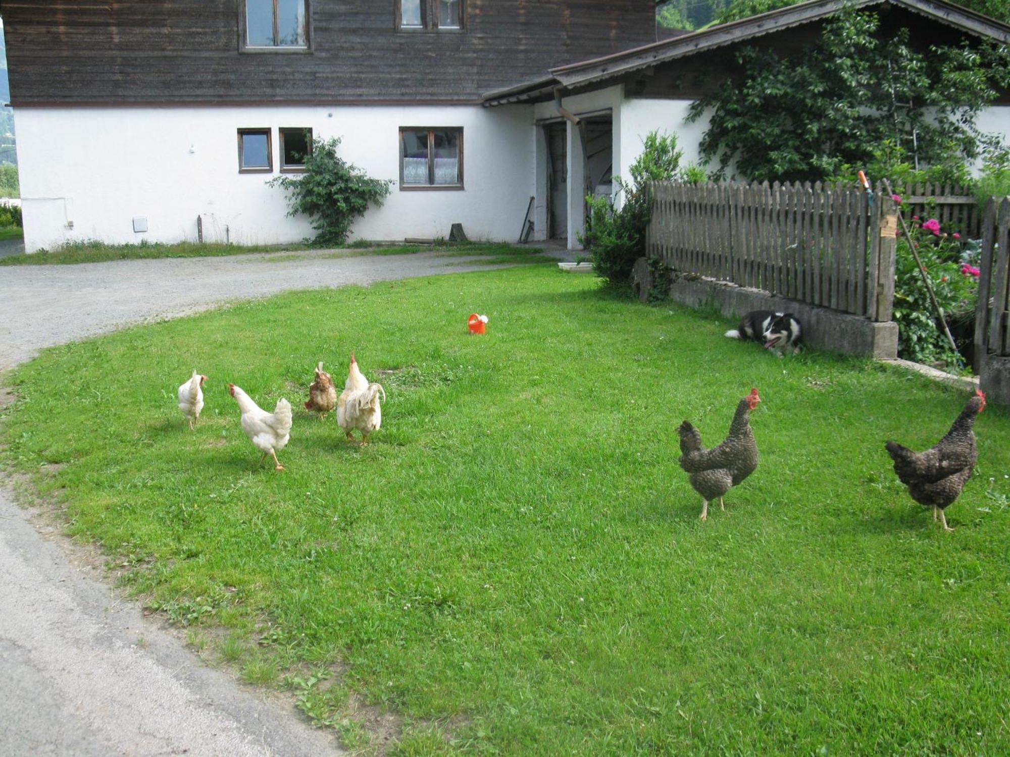 Malernhof Bed and Breakfast Kitzbühel Exteriör bild